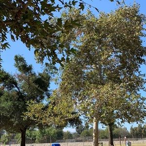 Meet your Posher, Avady